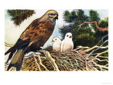 Kestrel and Chicks