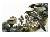 Magpies Watching a Stoat Atop a Bird House