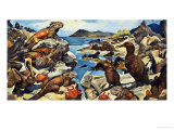 Unidentified Lizards  Birds  Crabs and Creatures on a Rocky Shoreline