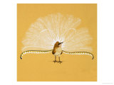 Lyre Bird