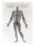 Nervous System