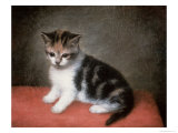 Miss Ann White's Kitten  1790