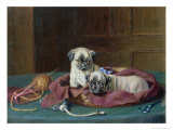 Pug Puppies in a Basket