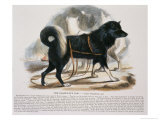 The Esquimaux Dog