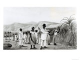 Negroes Cutting Sugar Cane on a Jamaican Plantation  1825