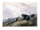 Hunting of the Grizzly Bear  Plate 36  Travels in the Interior of North America  c1844