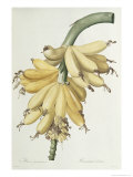 Banana  1816