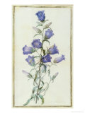 Campanula: Medium