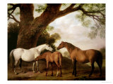 Two Shafto Mares and a Foal  1774