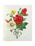 Christmas Rose  Helleborus Niger and Red Carnation  Les Choix Des Plus Belles Fleurs Redoute