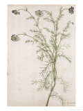Chamaemelum Nobile Allioni  c1568