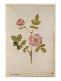 Rosa Canina - Dogrose and Caterpillar