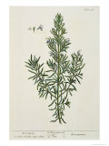 Rosmarinus Officinalis  from 'A Curious Herbal'  1782