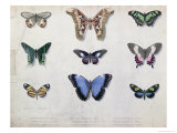 Butterflies from Brazil and Guyana  Mid 19th Century