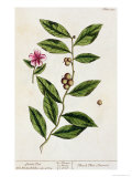 Green Tea  Plate 351 from A Curious Herbal  Published 1782