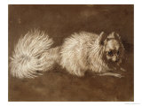 Pomeranian Dog
