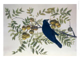 American Crow  from Birds of America