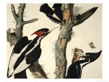 Ivory-Billed Woodpecker  from Birds of America  Engraved by Robert Havell