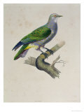 Dove  Voyage Around the World on the Frigate Venus  1836-39