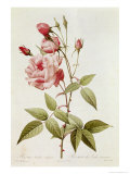 Rosa Indica Vulgaris  from Les Roses by Claude Antoine Thory