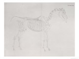 First Skeleton Table  from The Anatomy of the Horse