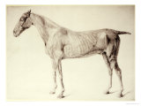 Diagram from The Anatomy of the Horse