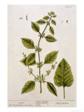 Balm  Plate 27 from A Curious Herbal  Published 1782
