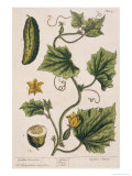 Garden Cucumber  Plate 4 from A Curious Herbal  Published 1782