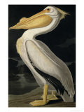 American White Pelican  from Birds of America  Engraved by Robert Havell
