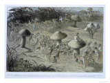 Elfin Dance by Night  in Fairyland: A Series of Pictures from the Elf-World  Allingham and Lang