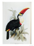 Red-Billed Toucan  from A Monograph of the Ramphastidae  or Family of Toucans  by John Gould