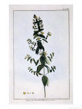 St John's Wort  Plate 62  from Collection Precieuse et Enluminee  Volume III