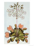Venus Fly-Trap  Plate 84  from Collection Precieuse et Enluminee  Volume III