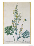 Absinthe  Plate from Herbarium Blackwellianum by the Artist  1757