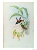 Bonaparte's Star Fronted Hummingbird