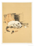 Not Finding the Chocolates  A Gay Dog  Story of a Foolish Year  Aldin  Cecil Charles Windsor