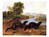 Minks  c1848