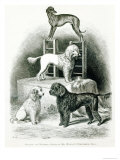 Poodles and Whippet - Group of Mr Walton's Performing Dogs