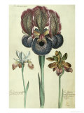 Iris Susiana Major and Iris Bisantina Angustifolia