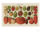 Beerenobst  Illusration from the Myers Konversations-Lexikon  1895