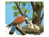 Kestrel and Chick
