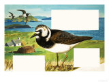 The Turnstone
