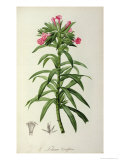 Echium Grandiflorum  from Le Jardin de Malmaison