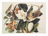 Black-Billed Cuckoo on Magnolia Grandiflora  1828
