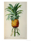 Bromelia Ananas  from Les Bromeliacees