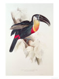 Sulphur and White Breasted Toucan