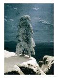 In the Wild North  1891