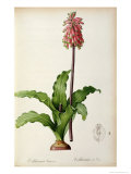 Veltheimia Capensis  from 'Les Liliacees