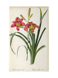 Hemerocallis Fulva  from Les Liliacees