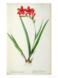 Gladiolus Cardinalis  from Les Liliacees